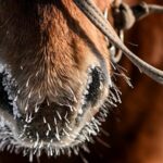 Harsh Winter Claims Over 1.5 Million Livestock in Mongolia