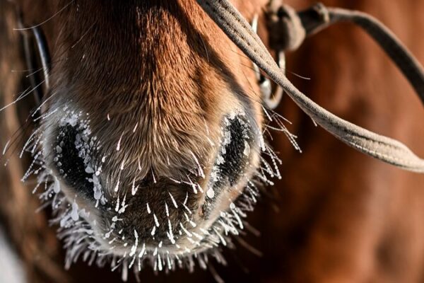 Harsh Winter Claims Over 1.5 Million Livestock in Mongolia