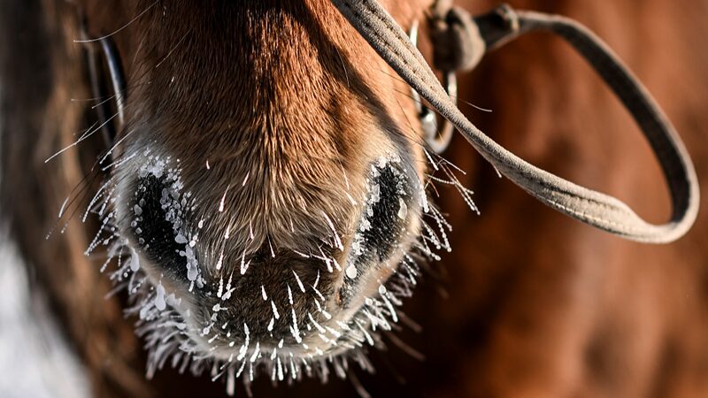Harsh_Winter_Claims_Over_15_Million_Livestock_in_Mongolia - Khabar Asia Harsh Winter Claims Over 1.5 Million Livestock in Mongolia
