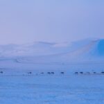 Harsh Winter Claims Over 2 Million Livestock in Mongolia