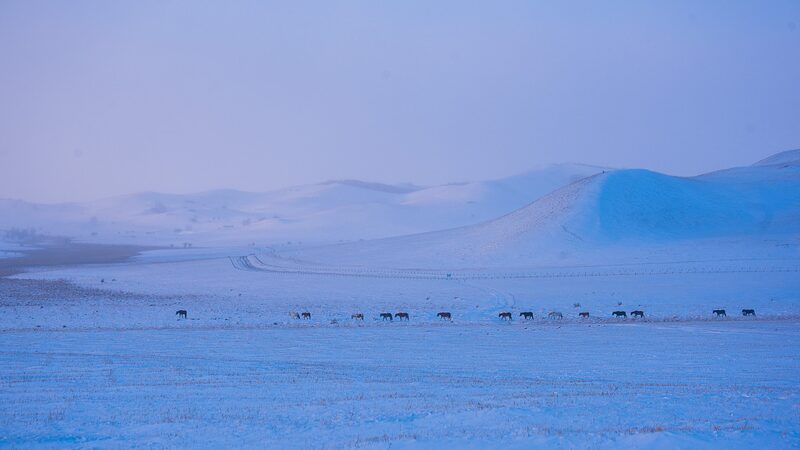 Harsh_Winter_Claims_Over_2_Million_Livestock_in_Mongolia - Khabar Asia Harsh Winter Claims Over 2 Million Livestock in Mongolia