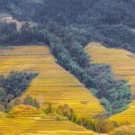 Harvest_Season_Illuminates_Longji_s_Golden_Rice_Terraces