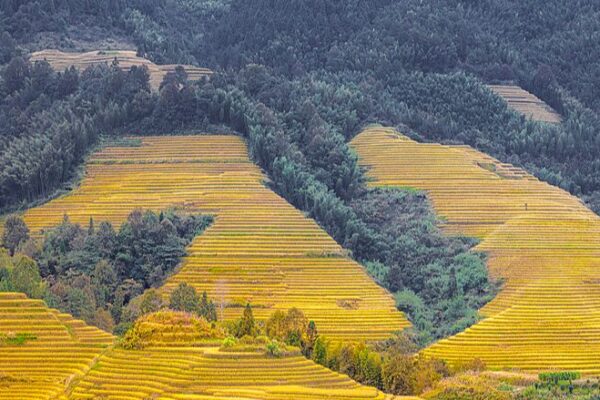 Harvest Season Illuminates Longji’s Golden Rice Terraces Harvest_Season_Illuminates_Longji_s_Golden_Rice_Terraces