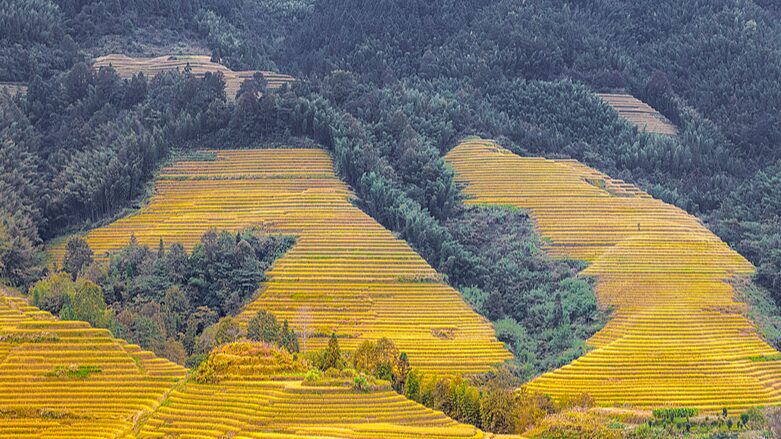 Harvest_Season_Illuminates_Longji_s_Golden_Rice_Terraces - Khabar Asia Harvest_Season_Illuminates_Longji_s_Golden_Rice_Terraces