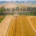 Harvesting Hope: Exploring Tianjin's Summer Grain Season video poster
