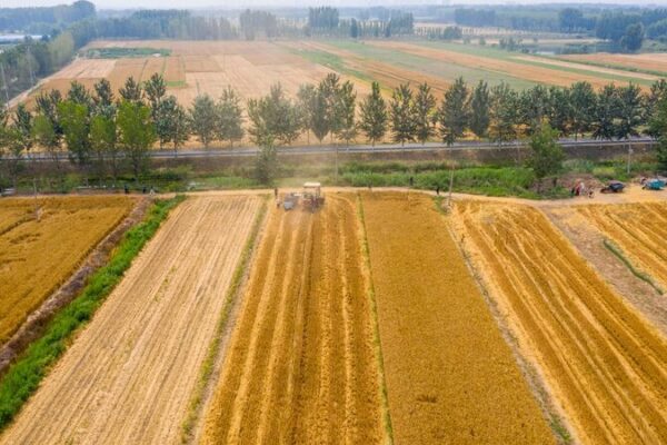 Harvesting Hope: Exploring Tianjin’s Summer Grain Season Harvesting Hope: Exploring Tianjin's Summer Grain Season video poster
