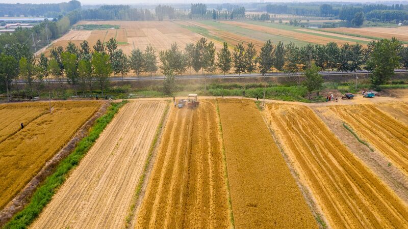 Harvesting_Hope_Exploring_Tianjins_Summer_Grain_Season_poster - Khabar Asia Harvesting Hope: Exploring Tianjin's Summer Grain Season video poster