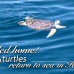 Headed_Home_99_Rehabilitated_Sea_Turtles_Released_in_Hainan_poster - Khabar Asia Headed Home: 99 Rehabilitated Sea Turtles Released in Hainan video poster