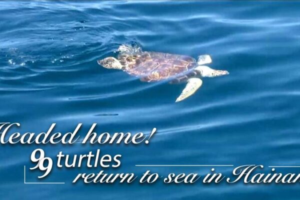 Headed Home: 99 Rehabilitated Sea Turtles Released in Hainan video poster