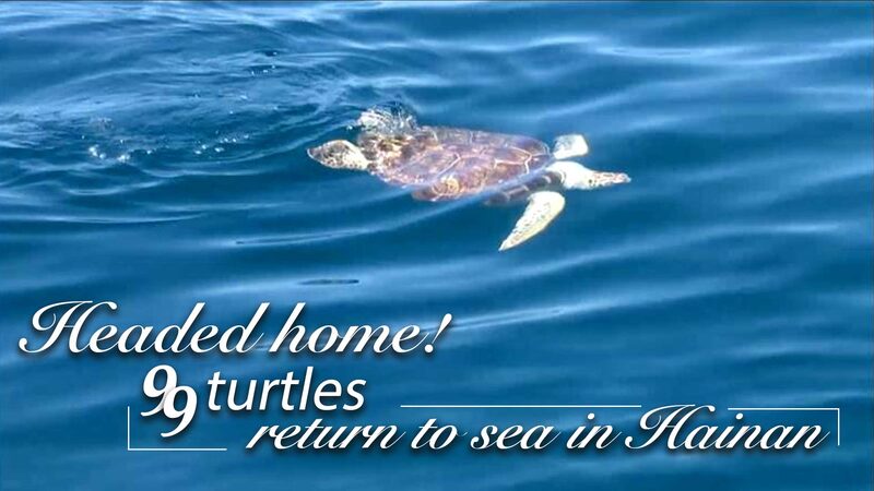 Headed_Home_99_Rehabilitated_Sea_Turtles_Released_in_Hainan_poster - Khabar Asia Headed Home: 99 Rehabilitated Sea Turtles Released in Hainan video poster
