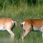 Heart-Shaped Beauty: Przewalski's Gazelle Thrives in Qinghai video poster