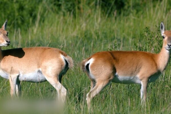 Heart-Shaped Beauty: Przewalski’s Gazelle Thrives in Qinghai Heart-Shaped Beauty: Przewalski's Gazelle Thrives in Qinghai video poster