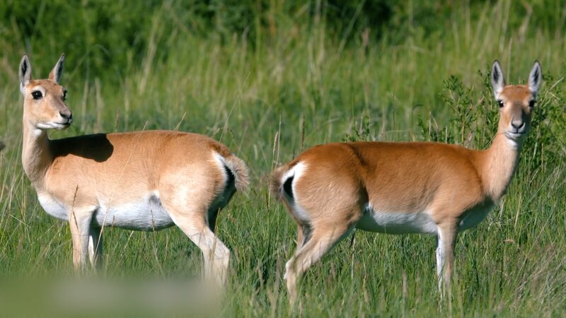 Heart-Shaped_Beauty_Przewalskis_Gazelle_Thrives_in_Qinghai_poster - Khabar Asia Heart-Shaped Beauty: Przewalski's Gazelle Thrives in Qinghai video poster
