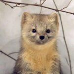 Heartwarming Encounters with Sables in China's Changbai Mountain video poster