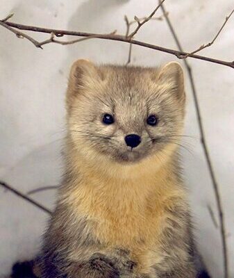 Heartwarming Encounters with Sables in China's Changbai Mountain video poster