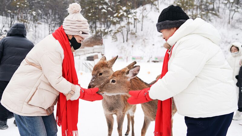 Heilongjiang_s_4th_Forest_Ice_and_Snow_Fun_Season_Brings_Winter_Joy_to_Visitors - Khabar Asia Heilongjiang_s_4th_Forest_Ice_and_Snow_Fun_Season_Brings_Winter_Joy_to_Visitors