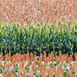 Henan_Province_Celebrates_Farmers__Harvest_Festival_with_Cultural_Heritage_Showcase video poster