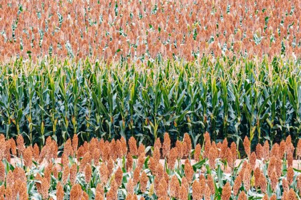 Henan_Province_Celebrates_Farmers__Harvest_Festival_with_Cultural_Heritage_Showcase video poster