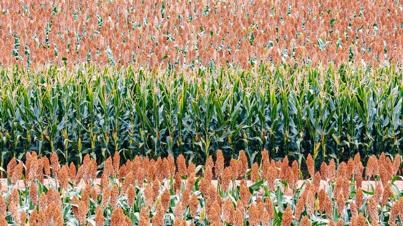 Henan_Province_Celebrates_Farmers__Harvest_Festival_with_Cultural_Heritage_Showcase video poster