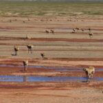 Herd_of_Tibetan_Antelopes_Cross_Qumar_River__Returning_to_Original_Habitat