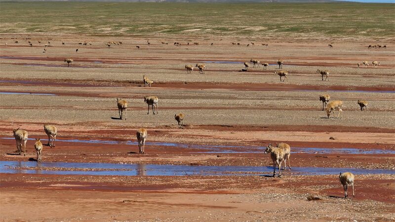 Herd_of_Tibetan_Antelopes_Cross_Qumar_River__Returning_to_Original_Habitat - Khabar Asia Herd_of_Tibetan_Antelopes_Cross_Qumar_River__Returning_to_Original_Habitat