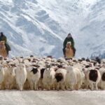 Herders Arrive at Spring Pastures in Xinjiang's Bayanbulak Grassland video poster