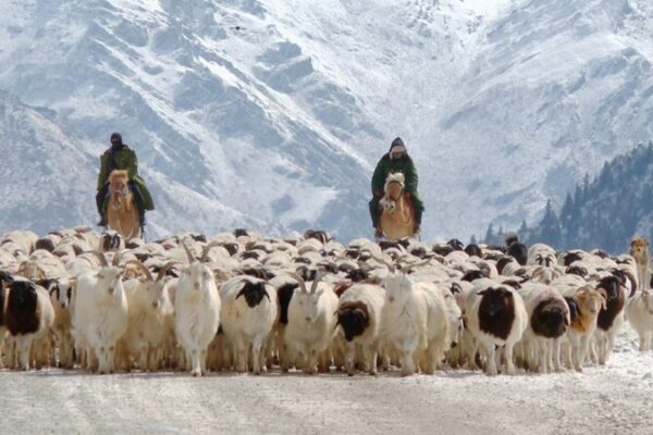 Herders Arrive at Spring Pastures in Xinjiang’s Bayanbulak Grassland Herders Arrive at Spring Pastures in Xinjiang's Bayanbulak Grassland video poster