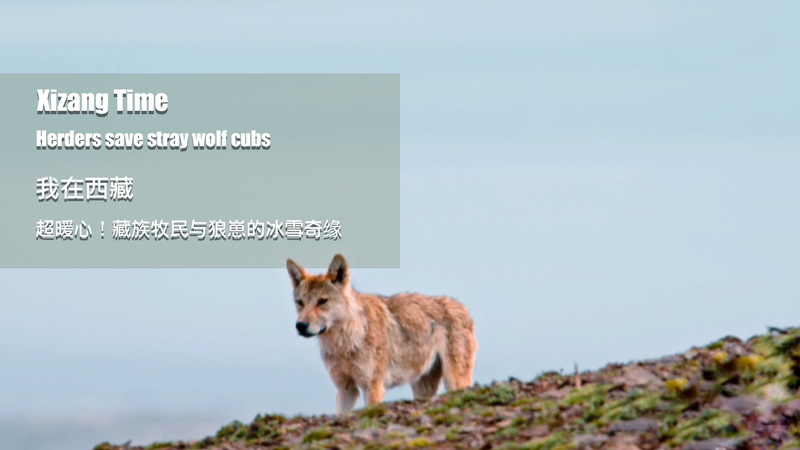 Herders_Rescue_Stranded_Wolf_Cubs_on_Qinghai_Xizang_Plateau_poster - Khabar Asia Herders_Rescue_Stranded_Wolf_Cubs_on_Qinghai_Xizang_Plateau video poster