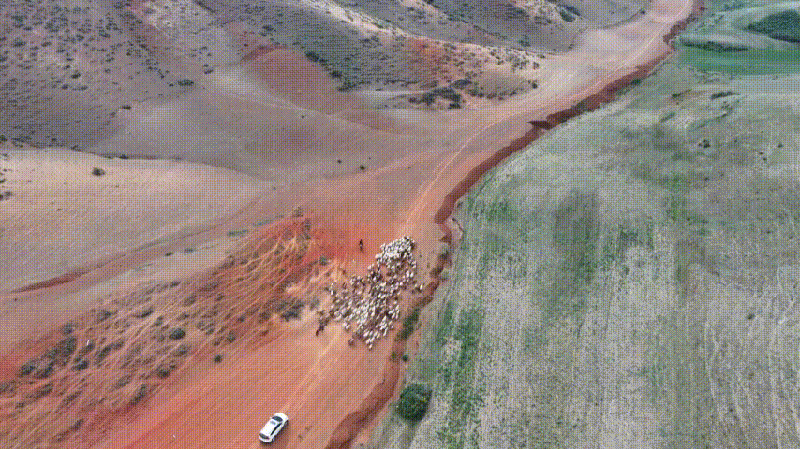 Herdsmen_in_Xinjiang_Begin_Annual_Livestock_Migration_to_Summer_Pastures_poster - Khabar Asia Herdsmen in Xinjiang Begin Annual Livestock Migration to Summer Pastures video poster