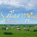 Hexigten's Spring Awakening: Inner Mongolia's Biodiverse Gem video poster