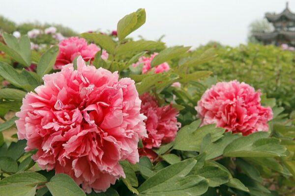 Heze City Blooms: Celebrating the 33rd International Peony Festival video poster