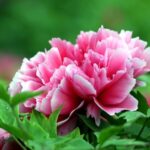 Heze City Blossoms: Discover the Peony Capital of China video poster