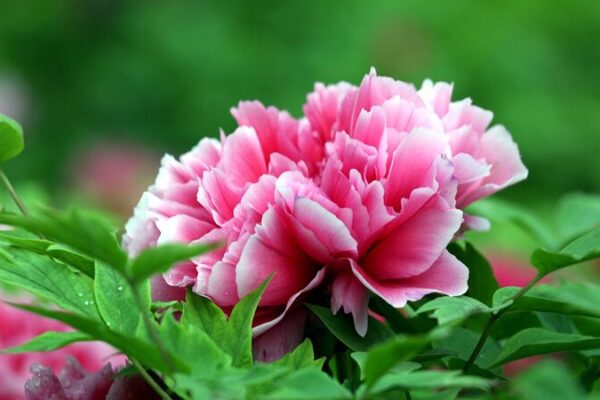 Heze City Blossoms: Discover the Peony Capital of China video poster