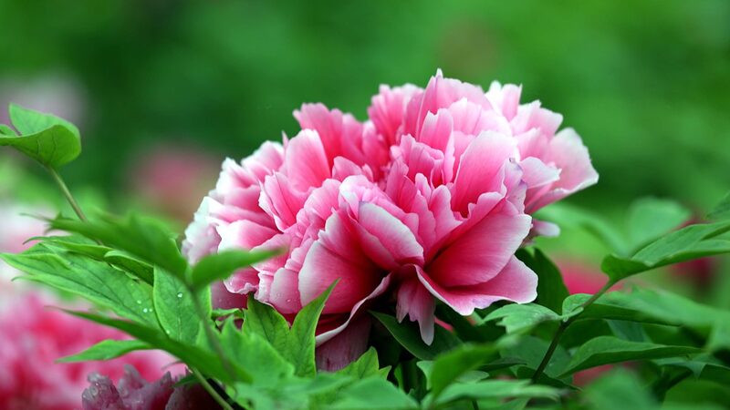 Heze_City_Blossoms_Discover_the_Peony_Capital_of_China_poster - Khabar Asia Heze City Blossoms: Discover the Peony Capital of China video poster