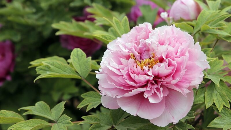 Heze_City_Blossoms_The_Peony_Capital_of_China_Welcomes_Visitors - Khabar Asia Heze City Blossoms: The Peony Capital of China Welcomes Visitors