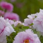 Heze Photographer Captures Peonies' Bloom in Stunning Time-Lapse video poster