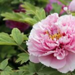 Heze's Blooming Marvel: Exploring the Peony Capital of China video poster