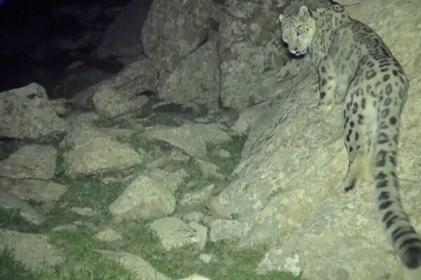 Hidden Wonders: Infrared Cameras Capture Snow Leopards in Inner Mongolia Hidden_Wonders__Infrared_Cameras_Capture_Snow_Leopards_in_Inner_Mongolia video poster