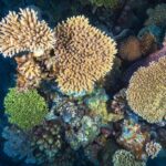 High-Resolution Satellites Reveal Expanded Global Coral Reef Coverage