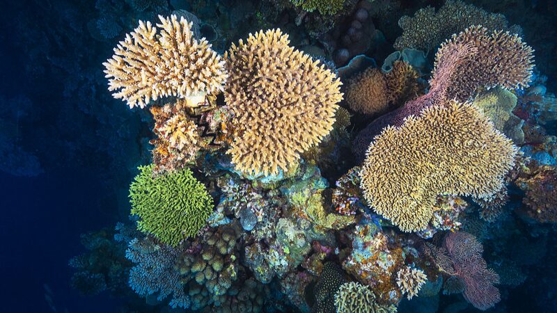 High-Resolution Satellites Reveal Expanded Global Coral Reef Coverage