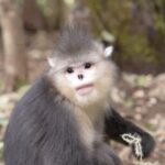 High_Tech_Gadgets_Help_Protect_Endangered_Yunnan_Snub_Nosed_Monkeys video poster
