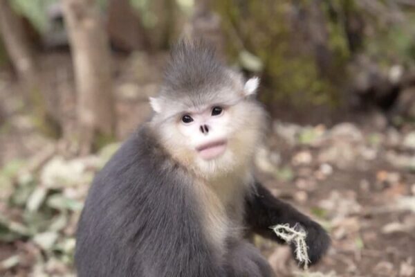High-Tech Gadgets Help Protect Endangered Yunnan Snub-Nosed Monkeys High_Tech_Gadgets_Help_Protect_Endangered_Yunnan_Snub_Nosed_Monkeys video poster