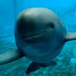 Historic Birth: First Captive-Bred Yangtze Finless Porpoise Born in Wuhan video poster