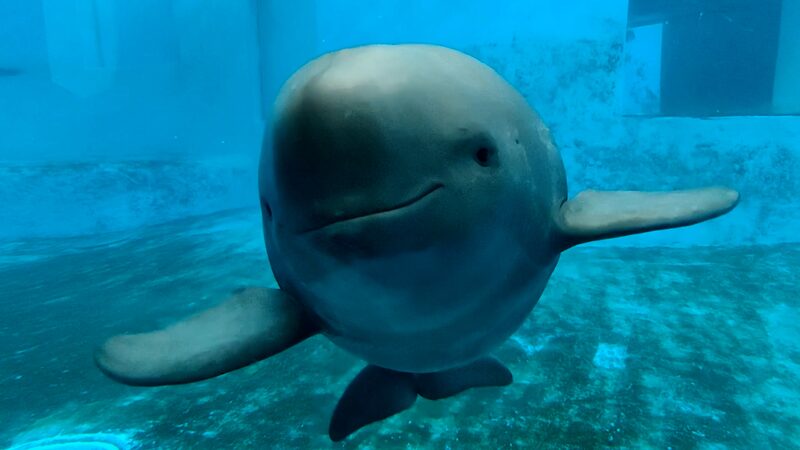 Historic_Birth_First_Captive-Bred_Yangtze_Finless_Porpoise_Born_in_Wuhan_poster - Khabar Asia Historic Birth: First Captive-Bred Yangtze Finless Porpoise Born in Wuhan video poster