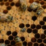 Honey_Bees_Prove_Effective_in_Deterring_Elephants_from_Kenyan_Farms