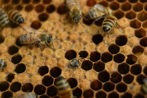 Honey Bees Prove Effective in Deterring Elephants from Kenyan Farms Honey_Bees_Prove_Effective_in_Deterring_Elephants_from_Kenyan_Farms