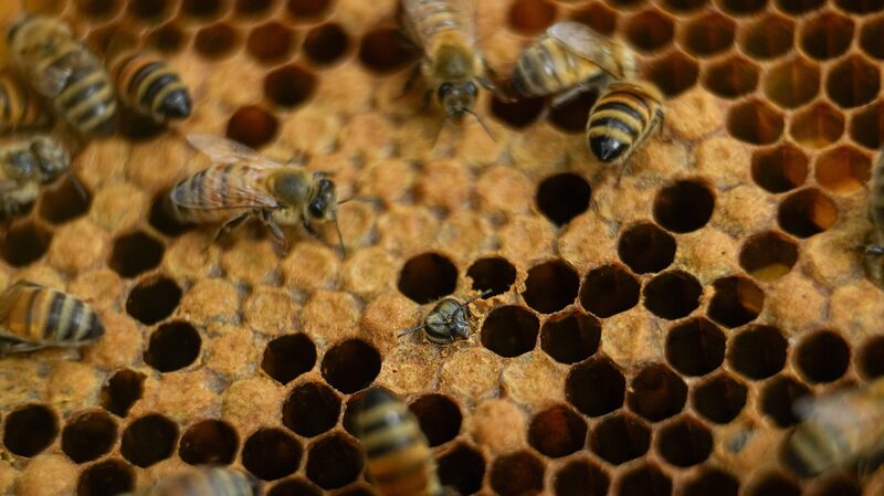 Honey_Bees_Prove_Effective_in_Deterring_Elephants_from_Kenyan_Farms