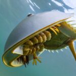 Hong Kong Scientists Launch Underwater Tracking to Save Endangered Horseshoe Crabs