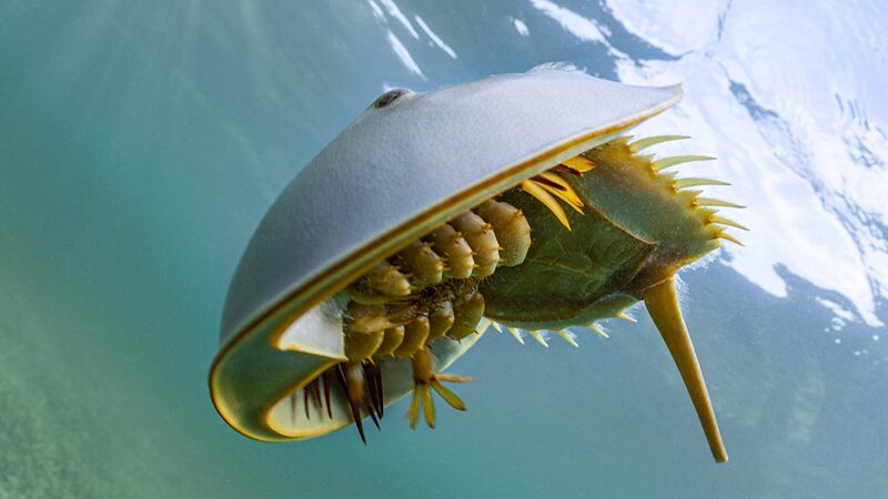 Hong Kong Scientists Launch Underwater Tracking to Save Endangered Horseshoe Crabs