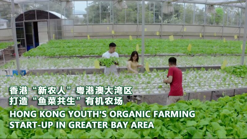 Hong_Kong_Youths_Cultivate_Aquaponics_Success_in_Jiangmen_City_poster - Khabar Asia Hong Kong Youths Cultivate Aquaponics Success in Jiangmen City video poster